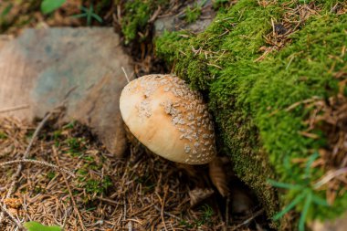 Yosun etrafındaki ormanda güzel beyaz sinek agariği.