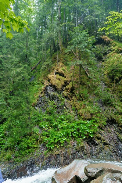 Bergwoud Landschap Van Het Bos Bergen Van Oekraïense Karpaten — Stockfoto