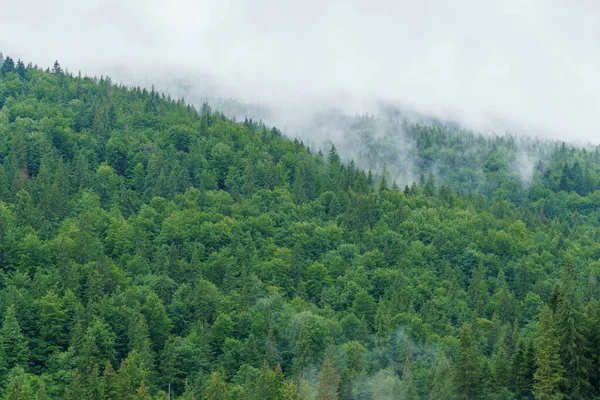 stock image Mountain forest. Landscape of the forest in the mountains of the Ukrainian Carpathians