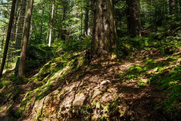 山地景观 山林中的苔藓 — 图库照片