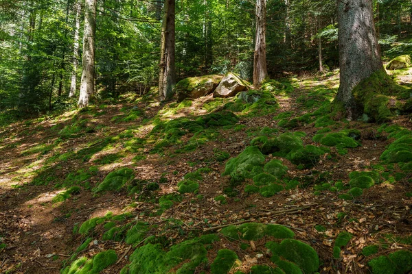 Paisaje Montaña Moss Bosque Montaña —  Fotos de Stock