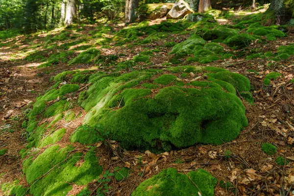 Paisaje Montaña Moss Bosque Montaña —  Fotos de Stock
