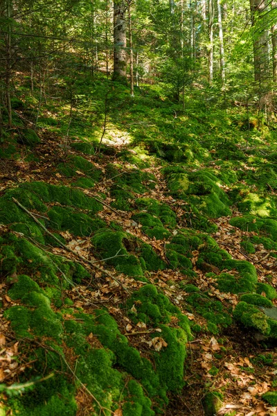 山の風景 山の森の苔 — ストック写真
