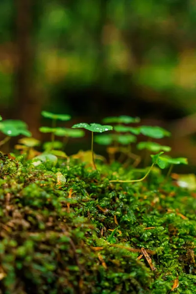 stock image Mountain landscape. Moss in the mountain forest