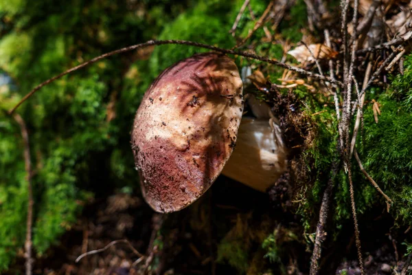 Beautiful Porcini Mushroom Forest Moss — Stock Photo, Image