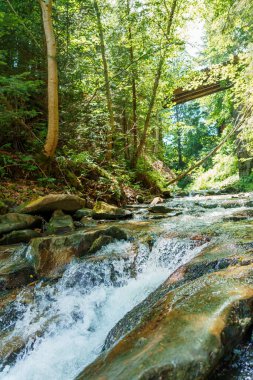 Ormandaki dağ nehri kayaların arasında. Dağlar Karpatlar