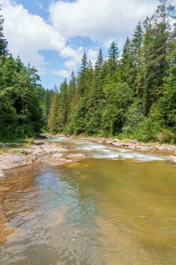 Ormandaki dağ nehri kayaların arasında. Dağlar Karpatlar