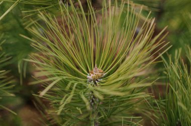 Yeşil arka planda bir çift altın alyans. Yeşil yapraklı yeni evlilerin altın yüzükleri.