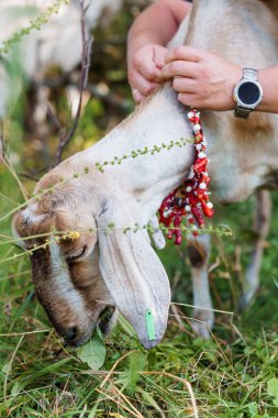 Rustic Charm: Goat Grazing in Lush Meadow, Adorned with Traditional Beads and Human Affection. clipart