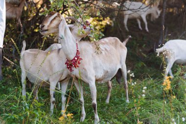 Graceful Goats Grazing in a Sunlit Meadow, Adorned in Traditional Beaded Necklaces. clipart