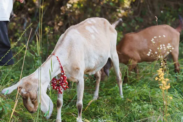 stock image Tranquil Pastoral Scene of Goats Grazing in Lush Greenery with Delicate Floral Adornments.