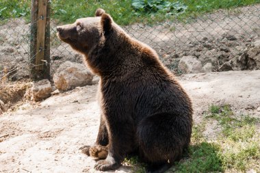 Görkemli Kahverengi Ayı Doğa Koruma Alanında Güneş Işığı Altında Zarifçe Oturuyor.