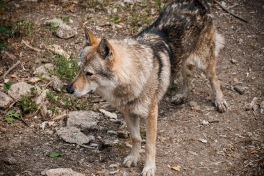 Doğal Habitat Portresinde Görkemli Vahşi Kurt.