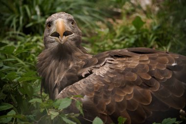 Majestic Eagle in Lush Greenery Displaying Intricate Feather Details and Sharp Gaze. clipart