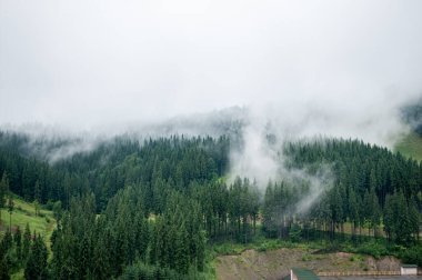 Serene Mist Over Lush Evergreen Forest in Mountainous Landscape Captured on a Tranquil Misty Morning. clipart