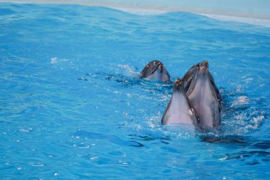 Zarif Yunuslar Kristal Temiz Su Ortamı 'nda Neşeli Yüzüyor.