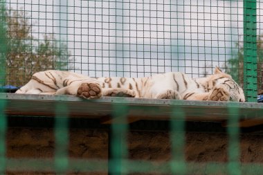 Serene White Tiger Resting Peacefully in Sanctuary Enclosure. clipart