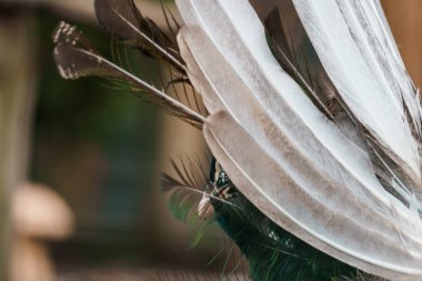 Captivating Close-Up of Majestic Peacock Feathers Showcasing Intricate Details and Stunning Colors. clipart