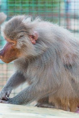 Görkemli Babun Eşsiz Özelliklerini Doğal Yaşam Alanında Gösteriyor.