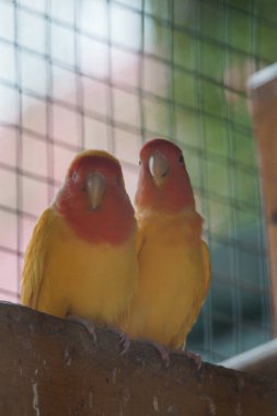 Two Vibrant Lovebirds Perched Together in Their Cozy Aviary. clipart