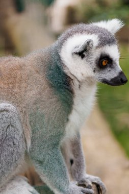 Doğal Yaşam Alanında Görkemli Lemur Eşsiz Kürk Şablonları ve İfadeleri Gösteriyor.