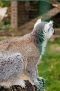 Serene Lemur in Profile on Tree Stump Amidst Lush Greenery. clipart