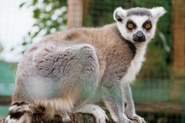 İlginç Halka Kuyruklu Lemur Doğal Yaşam Alanında Çarpıcı Gözler ve Yumuşak Kürklü.
