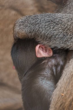 Mahrem Bağ: Bir Babun Anne Doğal Yaşam Alanında Bebeğini Rahatlatıyor.