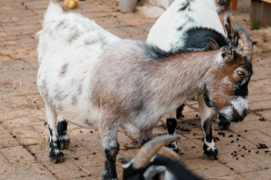 Büyüleyici Nijeryalı Cüce Keçi Kırsal Çiftlik Alanında Otlanıyor.