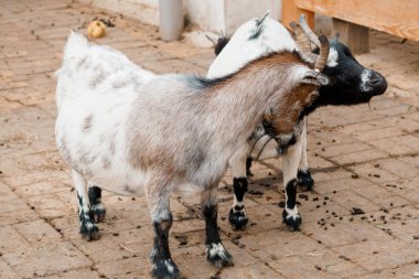 Oyuncu Nijerya Cüceleri: Kırsal Çiftlik Ayarlarında Büyüleyici Minyatür Keçiler.