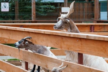 Görkemli Keçiler Çiftlik Bahçesindeki Ahşap Çitin Üzerinden Bakıyor.