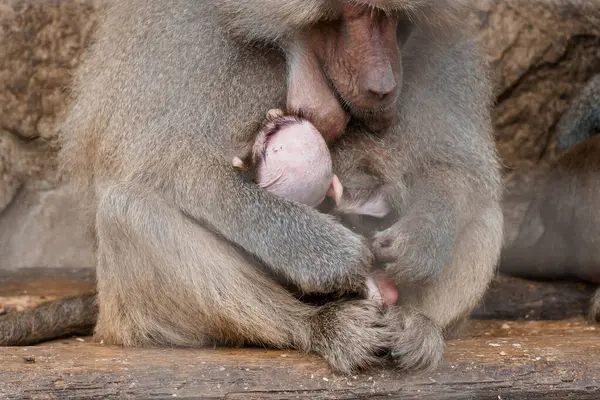 Babun Anne ve Yeni Doğan Bebek Doğal Yaşam Alanında.