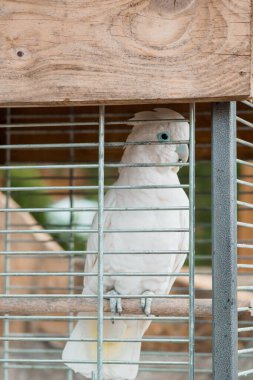 Zarif Beyaz Kakadu Kafes Arkasında Serene Ayarında..