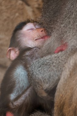 Tender Moment: Baby Baboon Embraces Its Mother in a Warm Display of Affection. clipart