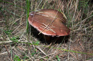 Yaz sonlarında yemyeşil, görkemli kahverengi mantar..