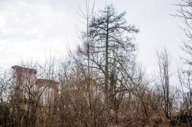 Doğanın Kucaklaşması ile çevrili Hayaletli Güzel Bir Harabe.