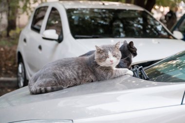 Büyüleyici Gri Kedi Lüks Şehir Çevresinde Bir Araba Kaputunda Rahatlıyor.