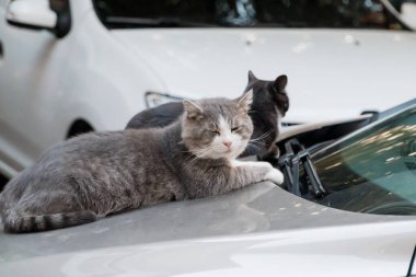 Güneş Işığı Altında Bir Araba Kaputunda Huzurlu Kedi Arkadaşlığı.