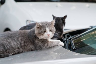 Sakin Kedi Yoldaşları Yumuşak Öğlen Işığı Altında Bir Araba Kaputunda Rahatlıyor.