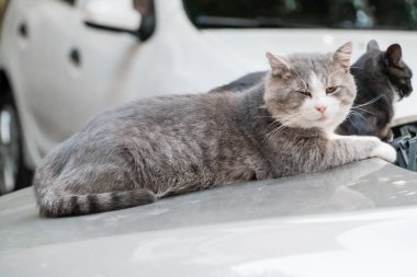 Serene Gri Kedi Gün Işığında Araba Kaputunda Rahatlıyor.