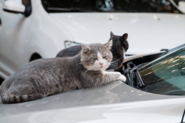 Güneş Işığı Altında Bir Araba Kaputunda Huzurlu Kedi Arkadaşlığı.