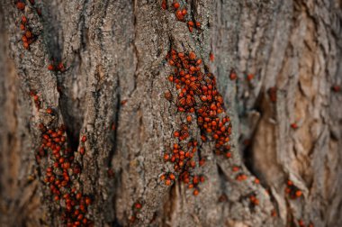 Ağaç kabuğuna yapışan uğur böceklerinin bolluğu.