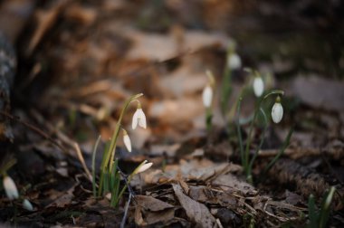 Yapraklı Orman zemininde narin kar damlaları beliriyor.