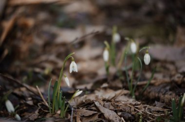 Sonbahar Yaprakları Arasında Narin Kar Damlaları Açar.