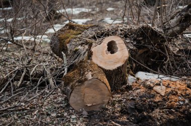 Ormandaki çalılarla çevrili Devrilmiş Ağaç Damlası.