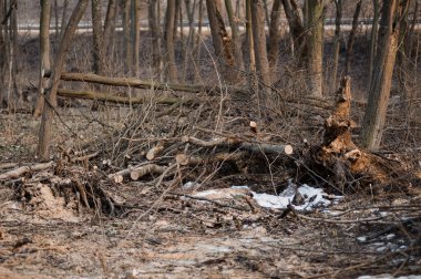 Çalı ve Karla çevrili Ormanlık Arazide Düşen Ağaçlar.