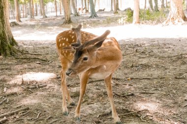 Yumuşak Işık ve Yumuşak Gölgelerle Ormandaki Genç Fawn.