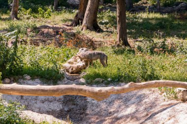 Doğal Orman Ormanında Sıcak ve Güneşli Bir Gün 'de Gri Kurt.