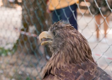 Bir Çitin Arkasında Görkemli Kartal Portresi.