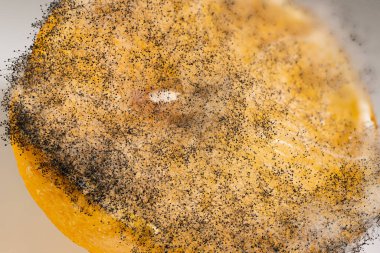 Küflü Citrus Soyut Mantar Büyümesi ile Yakın Çekim.